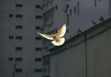 Männerbewegung: Sommerakademie im Zeichen von Frieden und VersöhnungMännerbewegung: Sommerakademie im Zeichen von Frieden und Versöhnung