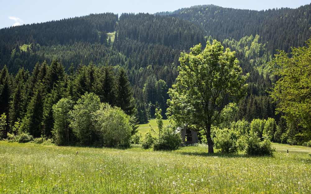 Österreich, Kärnten, Weissensee, 2018, / Erwin Wodicka - wodicka@aon.at Sommerwiese mit Blumen in Weissensee, Kärnten, Österreich